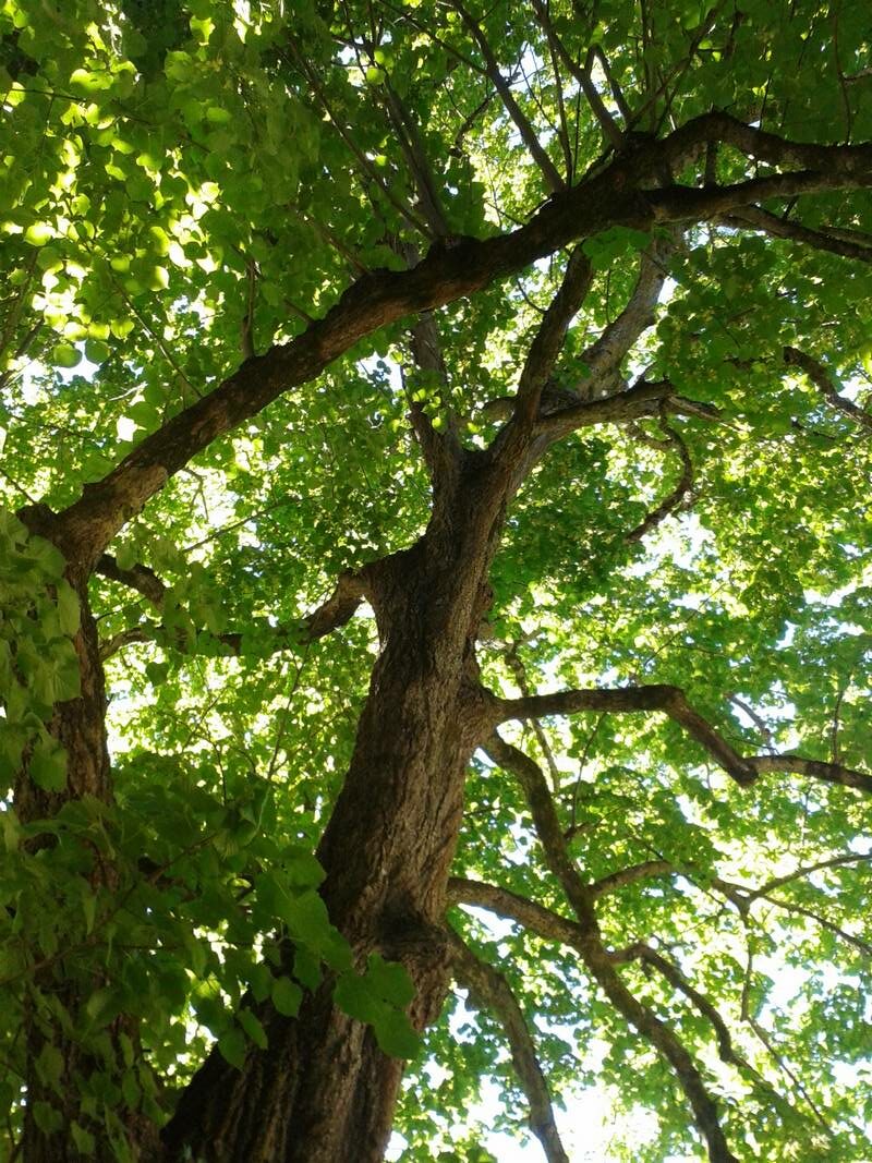 ARBRE TILLEUL REDIM